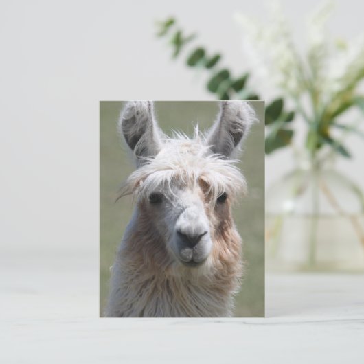 Llama Briefkaart (Staand voorkant)