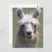 Llama Briefkaart (Voorkant / Achterkant)