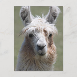 Llama Briefkaart