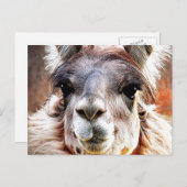 Llama Briefkaart (Voorkant / Achterkant)