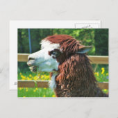 Llama - Briefkaart (Voorkant / Achterkant)