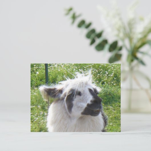 Llama-Briefkaart glimlachen Briefkaart (Staand voorkant)