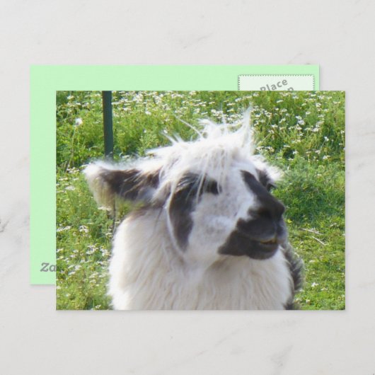 Llama-Briefkaart glimlachen Briefkaart (Voorkant / Achterkant)