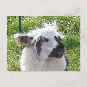Llama-Briefkaart glimlachen Briefkaart