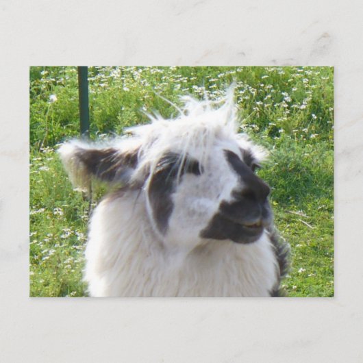 Llama-Briefkaart glimlachen Briefkaart (Voorkant)