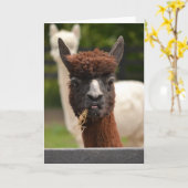 Llama - carte de voeux vierge (Fleur jaune)