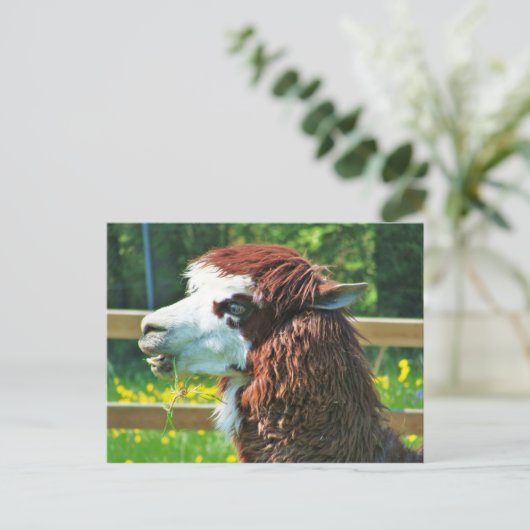 Llama - Carte postale (Debout devant)