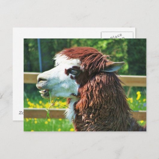 Llama - Carte postale (Devant / Derrière)