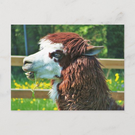 Llama - Carte postale (Devant)