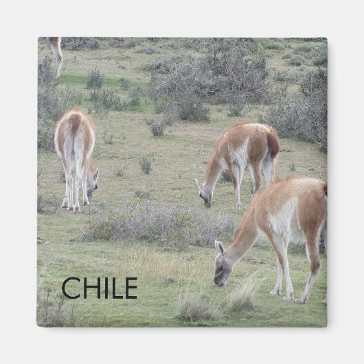 Llama Chile Magnet (Devant)