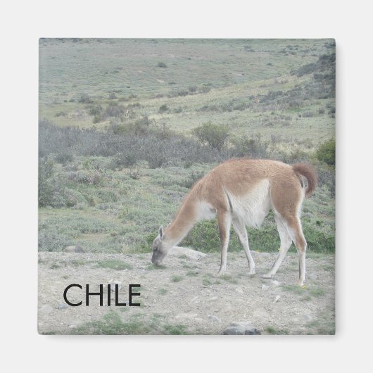 Llama Chile Magnet (Devant)