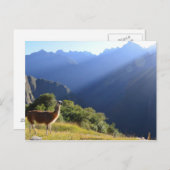 Llama dans la carte postale des Andes (Devant / Derrière)