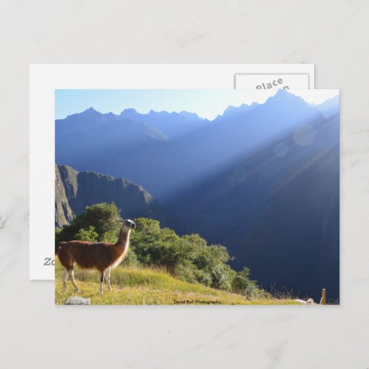 Llama dans la carte postale des Andes (Devant / Derrière)