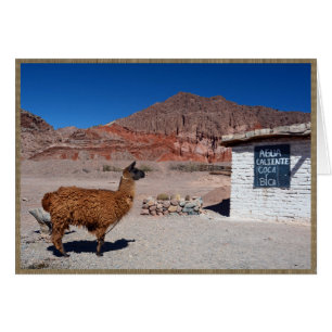 Llama dans la Quebrada de Cafayate, Argentine