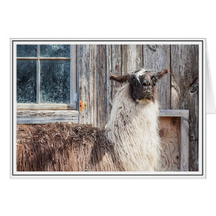 Llama devant une grange
