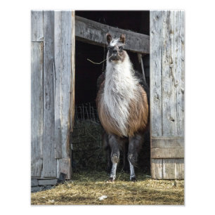 Llama, die de dag begroet foto afdruk