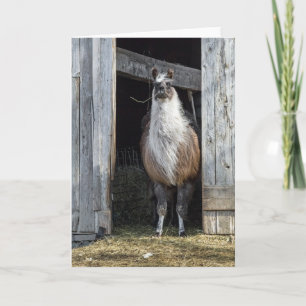 Llama, die de dag begroet kaart