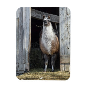Llama, die de dag begroet magneet