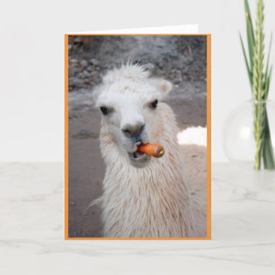 Llama die wortel eet. kaart