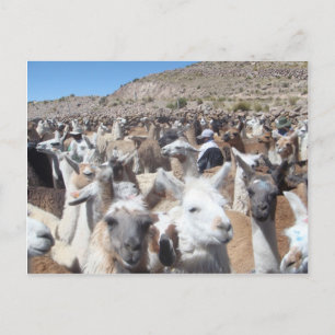 Llama Disco Briefkaart