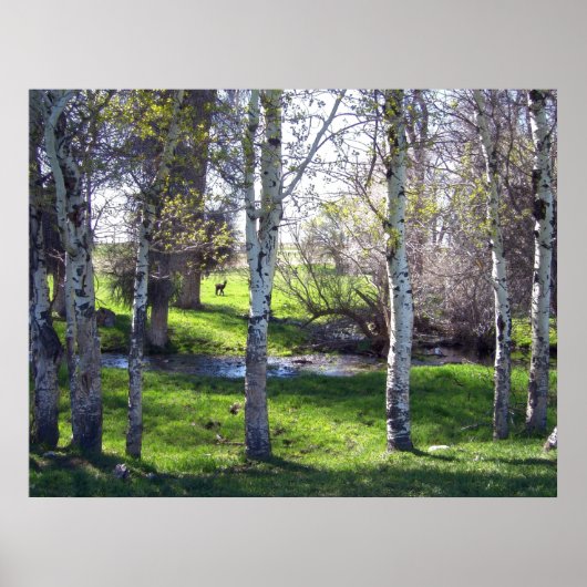 Llama door bomen poster (Voorkant)