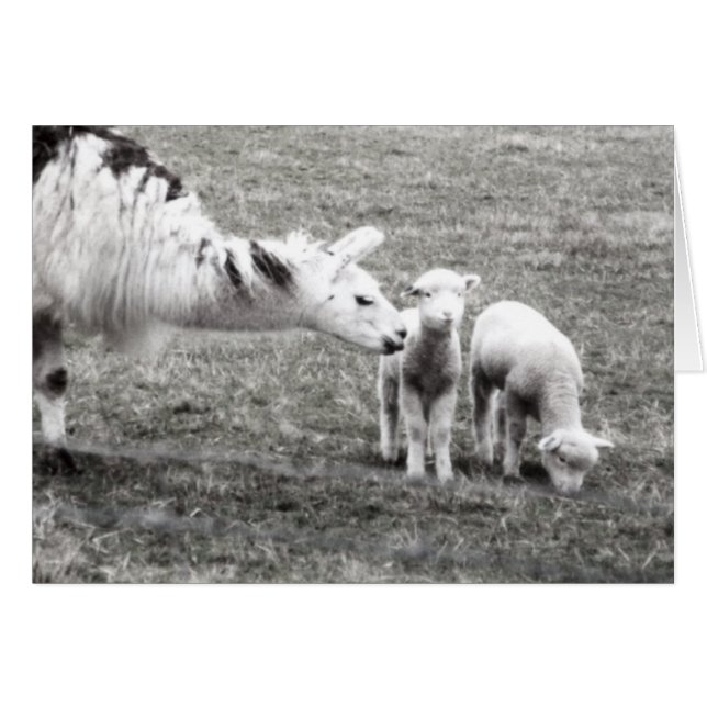 Llama et agneaux (Devant horizontal)