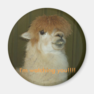 Llama, ik kijk naar je!!!!! magneet