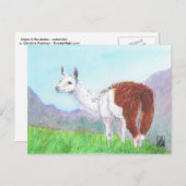 Llama in de Andes Briefkaart (Voorkant / Achterkant)