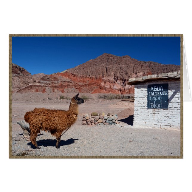 Llama in de Quebrada de Cafayate, Argentinië (Voorkant Horizontaal)