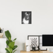 Llama in het zwarte en het witte dier poster (Thuiskantoor)