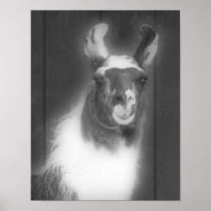 Llama in het zwarte en het witte dier poster