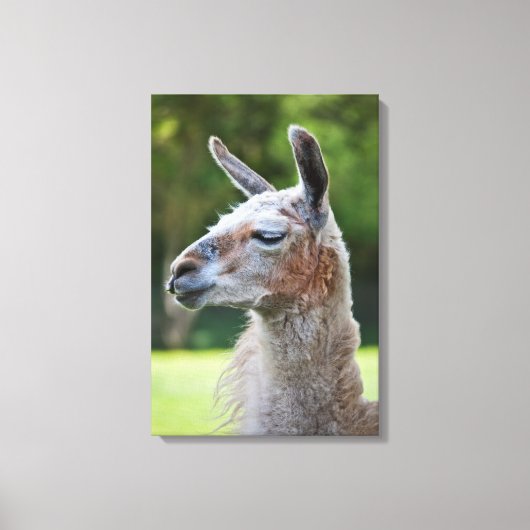 Llama Ingepakt Canvas Print (Voorkant)