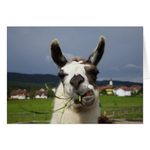Llama la plus froide