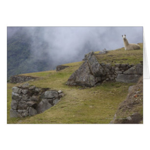 Llama (Lama glama) parmi les terrasses inca de