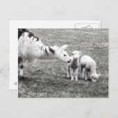 Llama & Lambs Briefkaart (Voorkant / Achterkant)