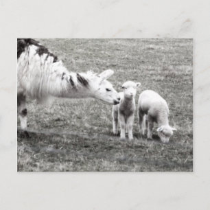 Llama & Lambs Briefkaart