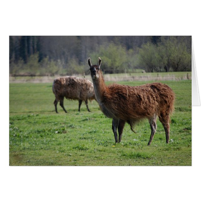 Llama-landenkaart (Voorkant Horizontaal)