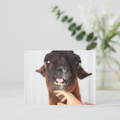 Llama Love Briefkaart (Staand voorkant)