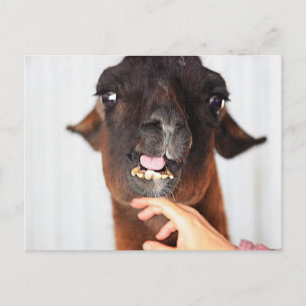 Llama Love Briefkaart