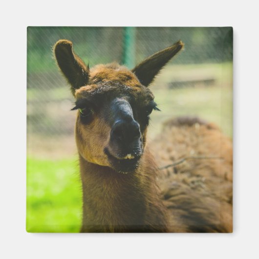 Llama Magneet (Voorkant)