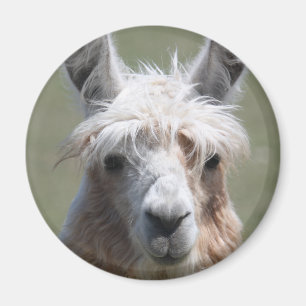 Llama Magneet