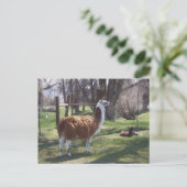 Llama Mama and Baby Lama Briefkaart (Staand voorkant)
