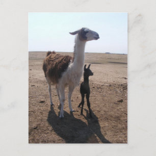 Llama mama en Cria Briefkaart