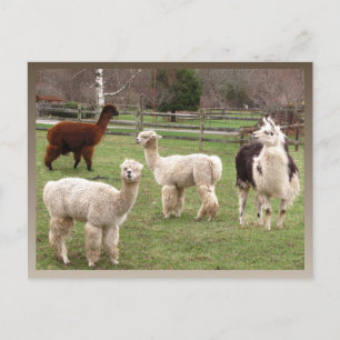 Llama Melange ~ carte postale