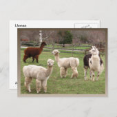 Llama Melange ~ carte postale (Devant / Derrière)