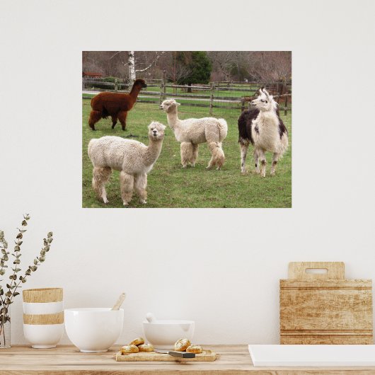 Llama Melange ~ print (Keuken)