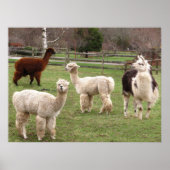 Llama Melange ~ print (Voorkant)