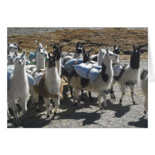 Llama Pack Herd in Andes Mountains Note Card