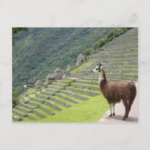 llama peru briefkaart