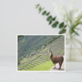 llama peru briefkaart (Staand voorkant)